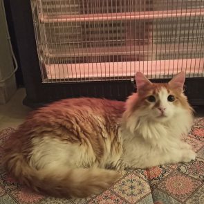 Orange and white cat lying down